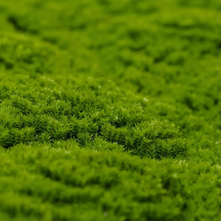 Fresh Natural Green Artificial Moss / Green Wall UV Resistant 1m x 1m.