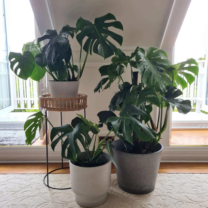 Home & Garden Cartoz.