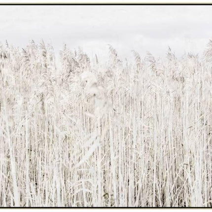 Pampas Grass Framed Canvas Wall Art 120cm.