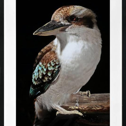 Mystery Kookaburra Artwork Framed W Glass Front 80x120cm.