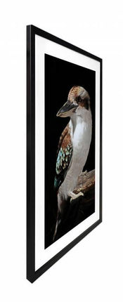 Mystery Kookaburra Artwork Framed W Glass Front 80x120cm.
