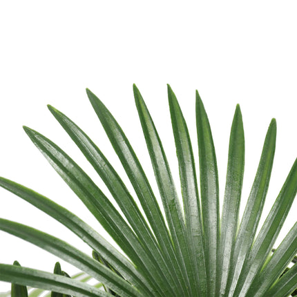 Artificial Wide Leaf Fan Palm Tree 90cm.