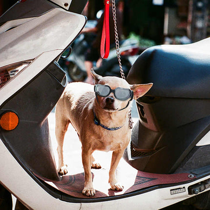 Black Lenses Pet Sunglasses for Dogs and Cats - UV Protection, Adjustable Strap, Anti-Wind and Anti-Fog Pet Goggles.