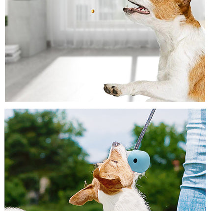 Pet Care Cartoz.