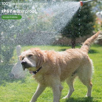 Pet Care Cartoz.
