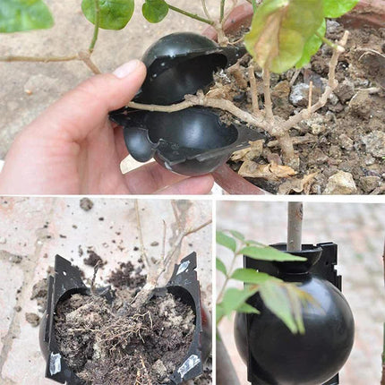 5-Pack Transparent Reusable Plant Air Layering Propagation Pod (Diameter: 5cm) - Anti-Waterlogging Grafting Root Ball Rooting Device for Flower & Fruit Trees.