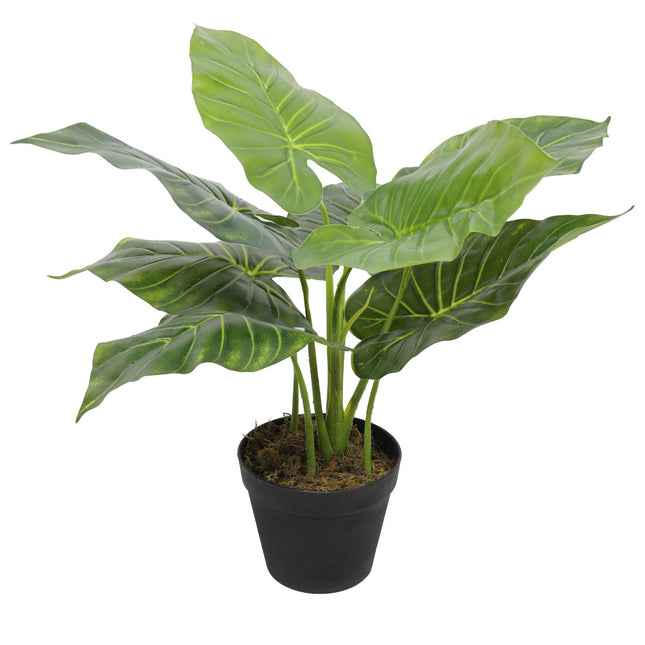 Artificial Potted Taro Plant / Elephant Ear 55cm.